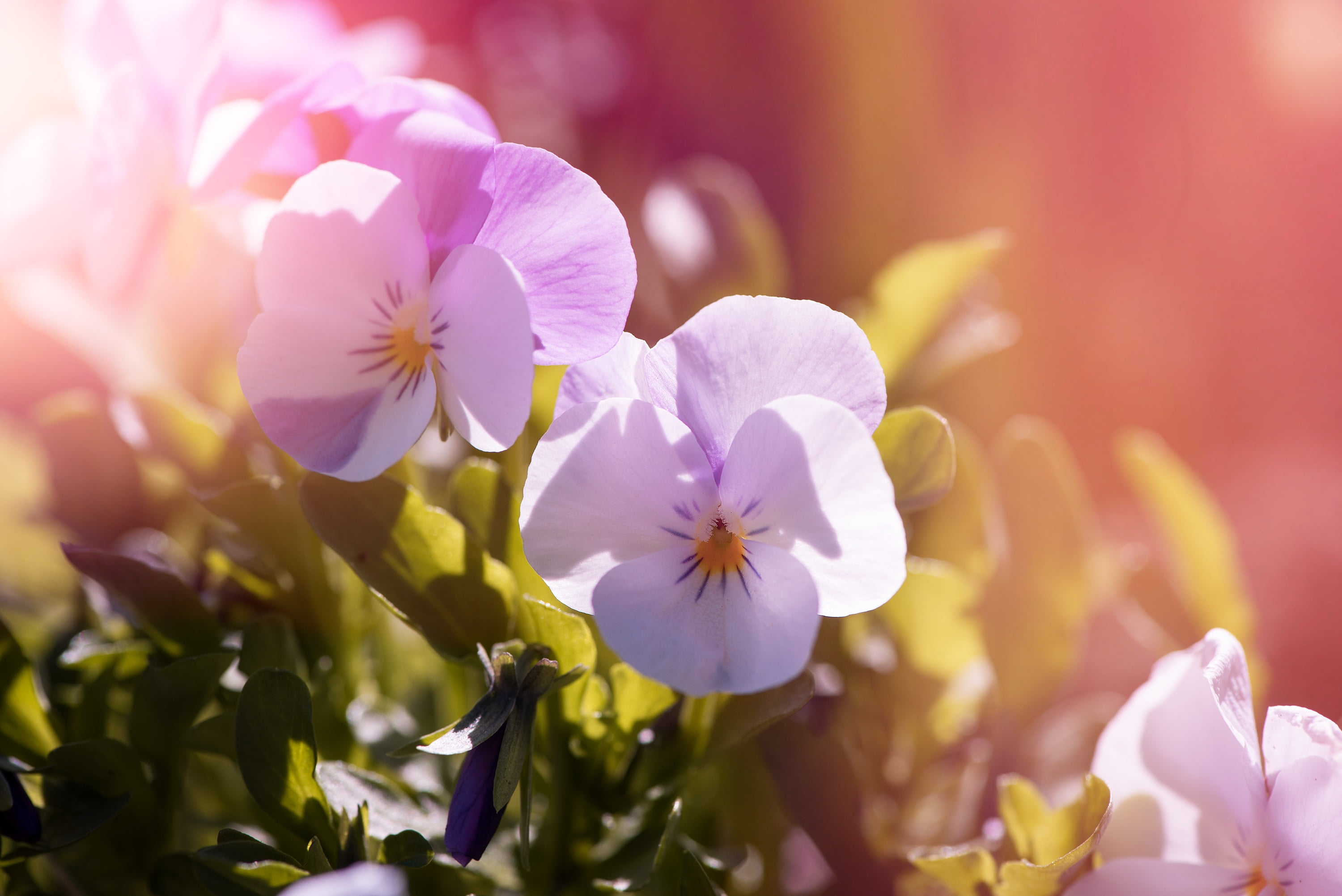 Pansy Flowers , HD Wallpaper & Backgrounds
