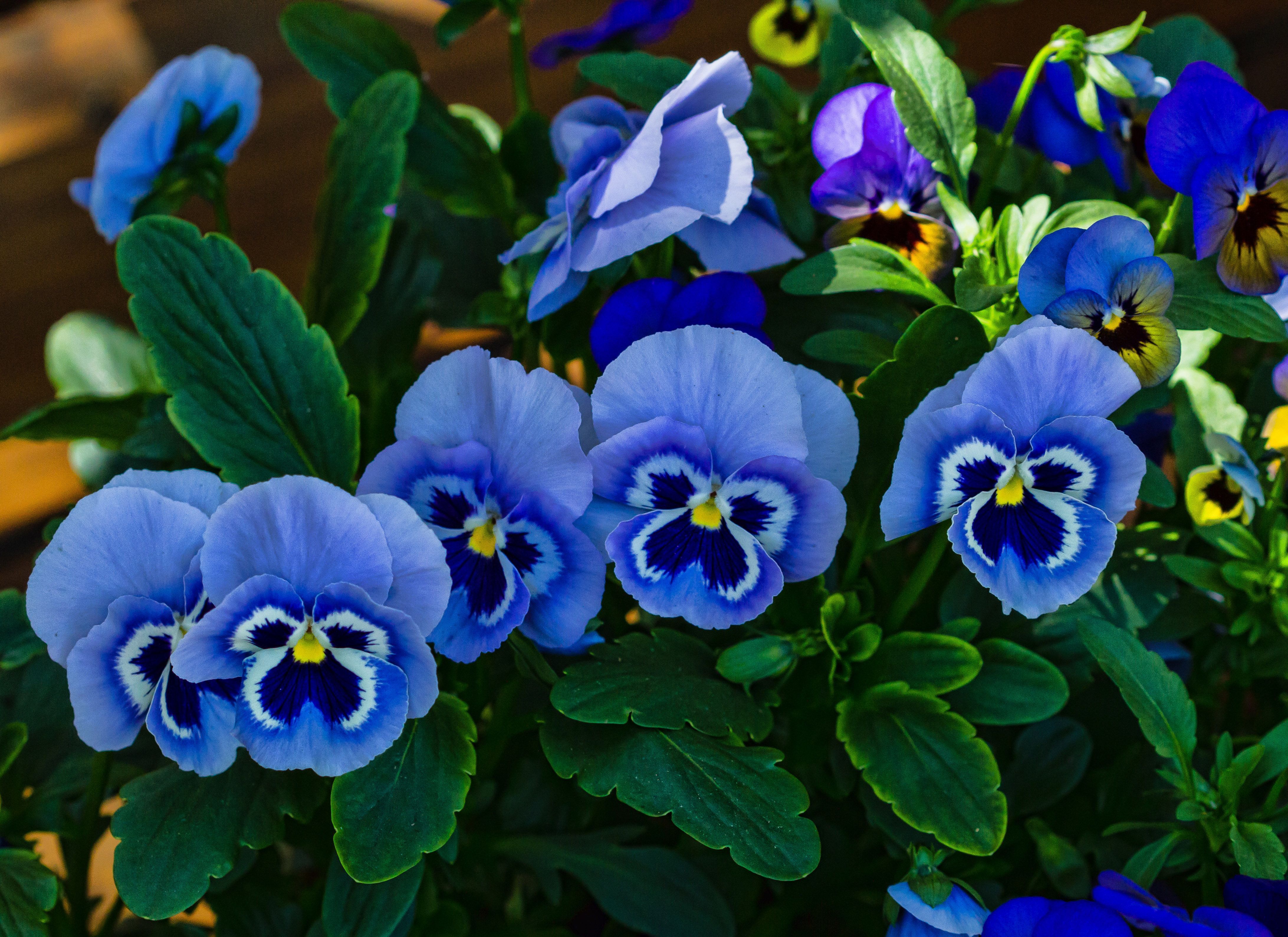 Pansy Wallpaper - Pansies Flower - Blue Pansies , HD Wallpaper & Backgrounds