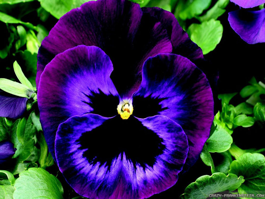 Do Pansy Look Like , HD Wallpaper & Backgrounds