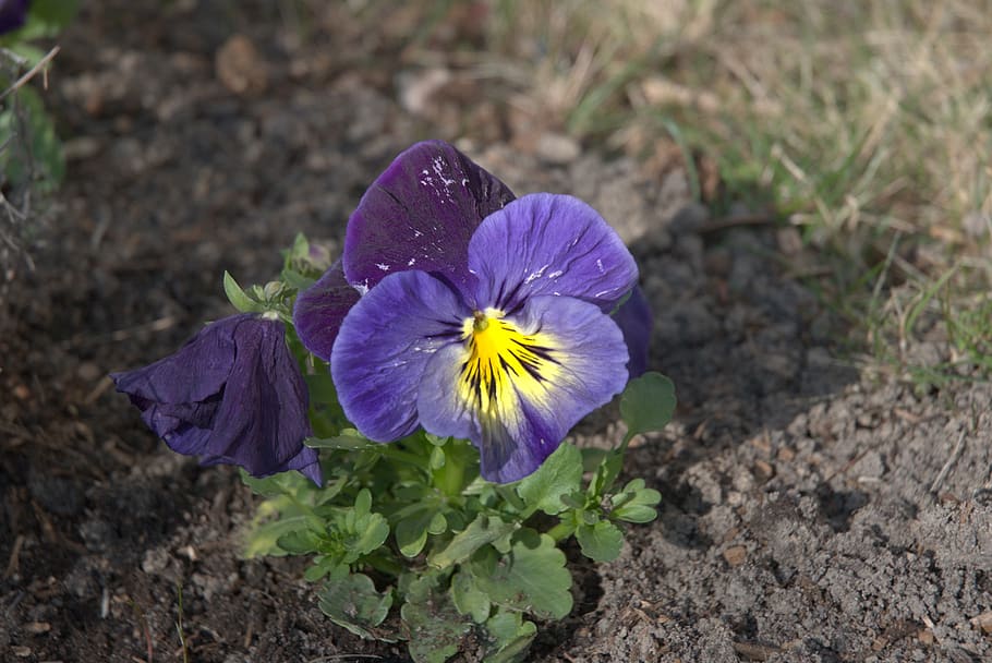 Vanishing, Pansies, Flowers, Spring, Garden, Pansy, - Pansy , HD Wallpaper & Backgrounds