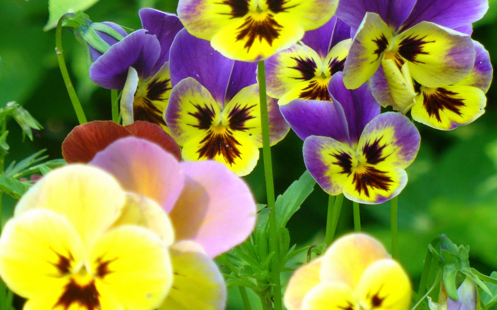 Wallpapers Pansy Flowers Wallpapers - Красивые Цветы , HD Wallpaper & Backgrounds