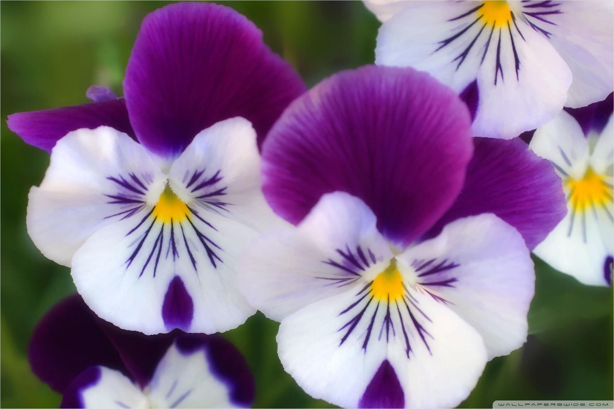 White Flowers With Purple , HD Wallpaper & Backgrounds