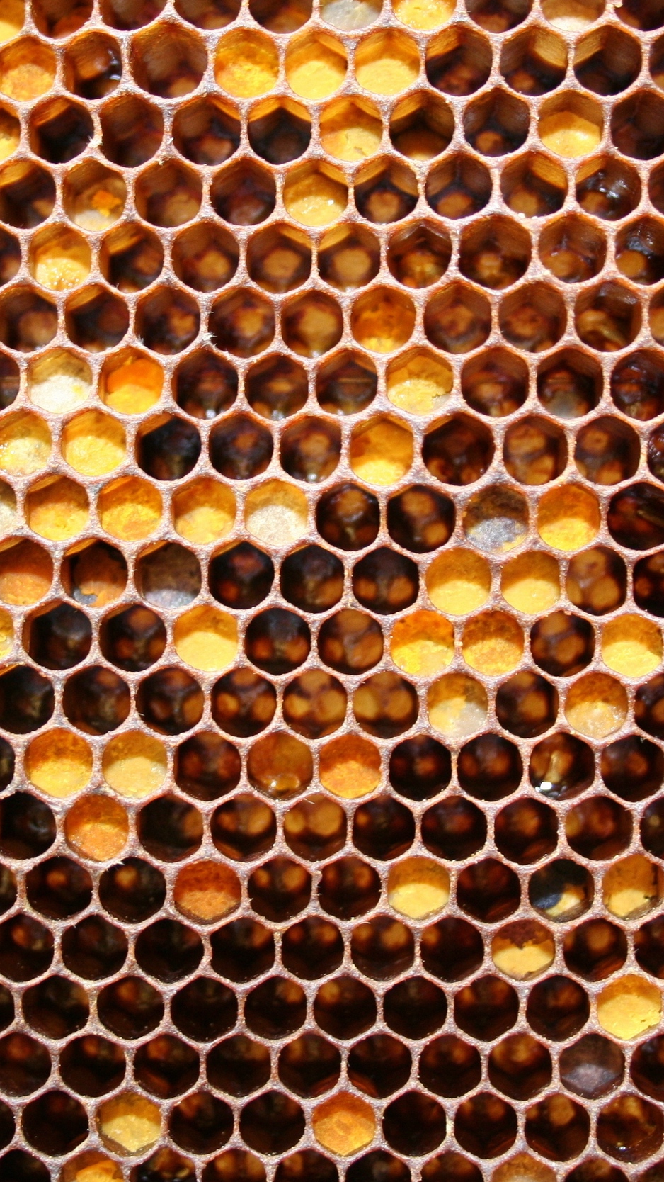 Wallpaper Honeycombs, May Honey, Honey - Background Honeycomb , HD Wallpaper & Backgrounds