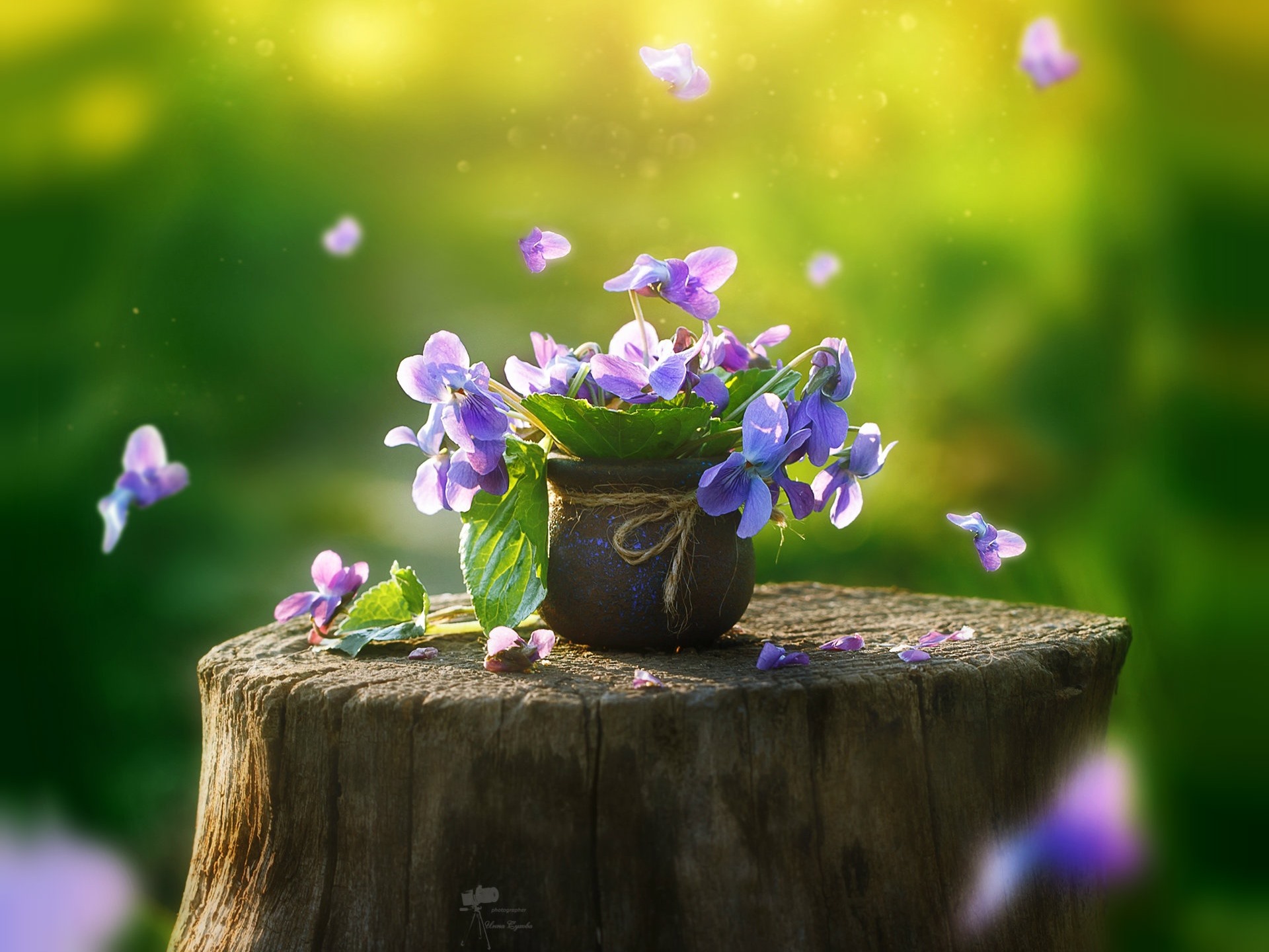 Wallpaper Pansy, Purple Flowers, Stump - Обои С Анютиными Глазками , HD Wallpaper & Backgrounds