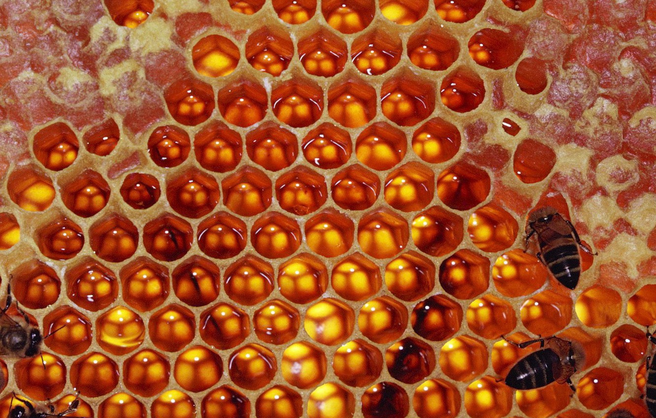 Photo Wallpaper Cell, Bees, Honey - Fondo De Pantalla De Panal , HD Wallpaper & Backgrounds