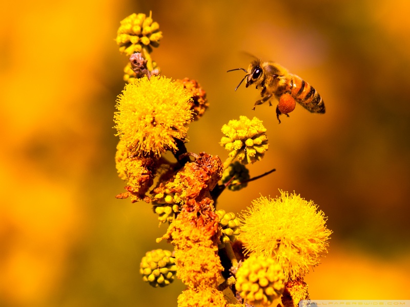 Honey Bee , HD Wallpaper & Backgrounds