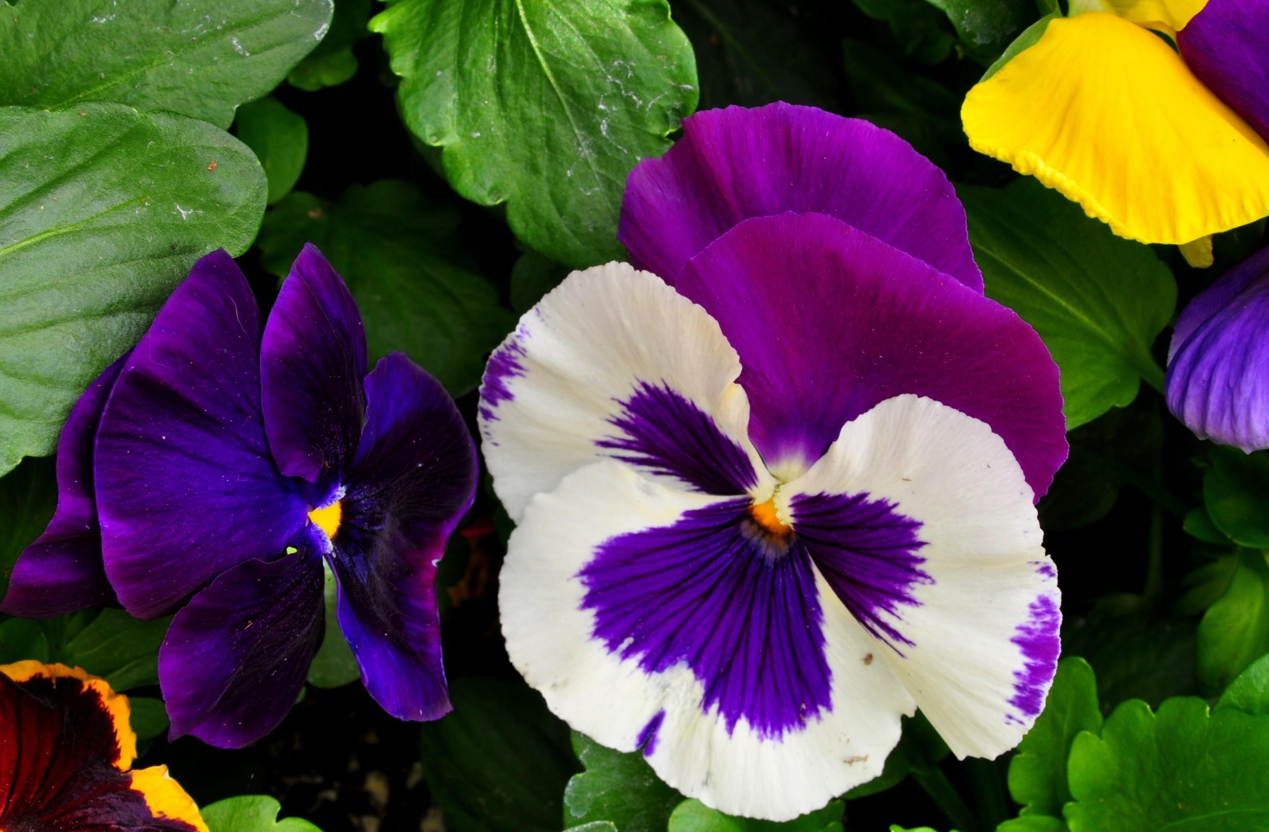 Pansy , HD Wallpaper & Backgrounds