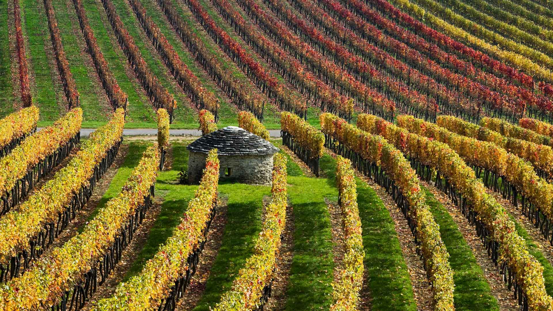 Vineyards In Burgundy France Bing , HD Wallpaper & Backgrounds