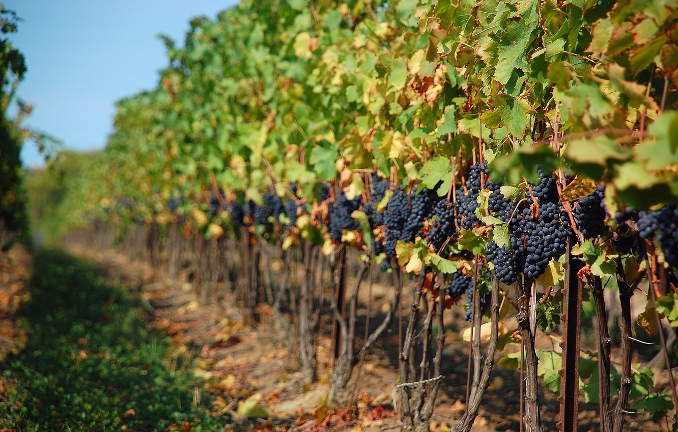 Photo Wallpaper Wine, Grapes, Sunny, Vineyard - Viñedo Hd , HD Wallpaper & Backgrounds