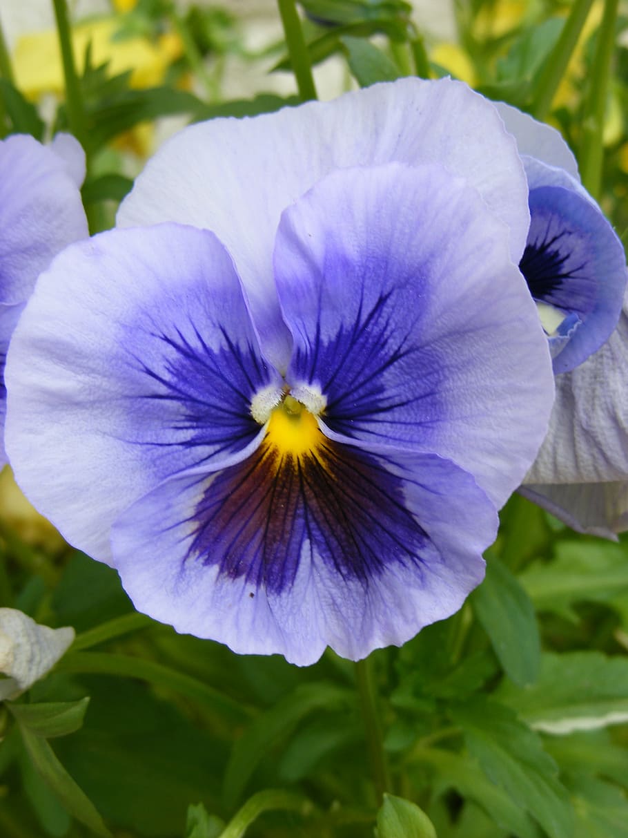 Closeup Photography Of Purple Flower During Daytime, - Kvetina Maceska , HD Wallpaper & Backgrounds