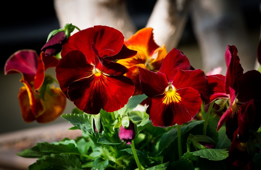Pansy Wallpaper Preview - Pansy , HD Wallpaper & Backgrounds