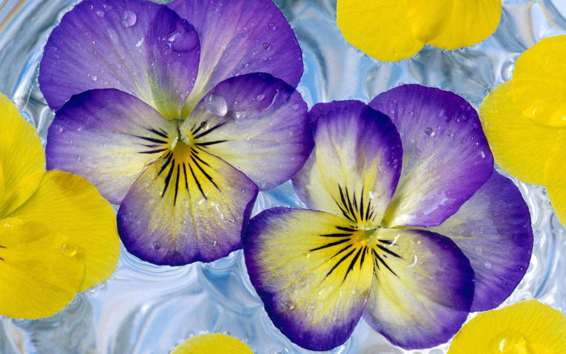 Purple And Yellow Flowers Background , HD Wallpaper & Backgrounds