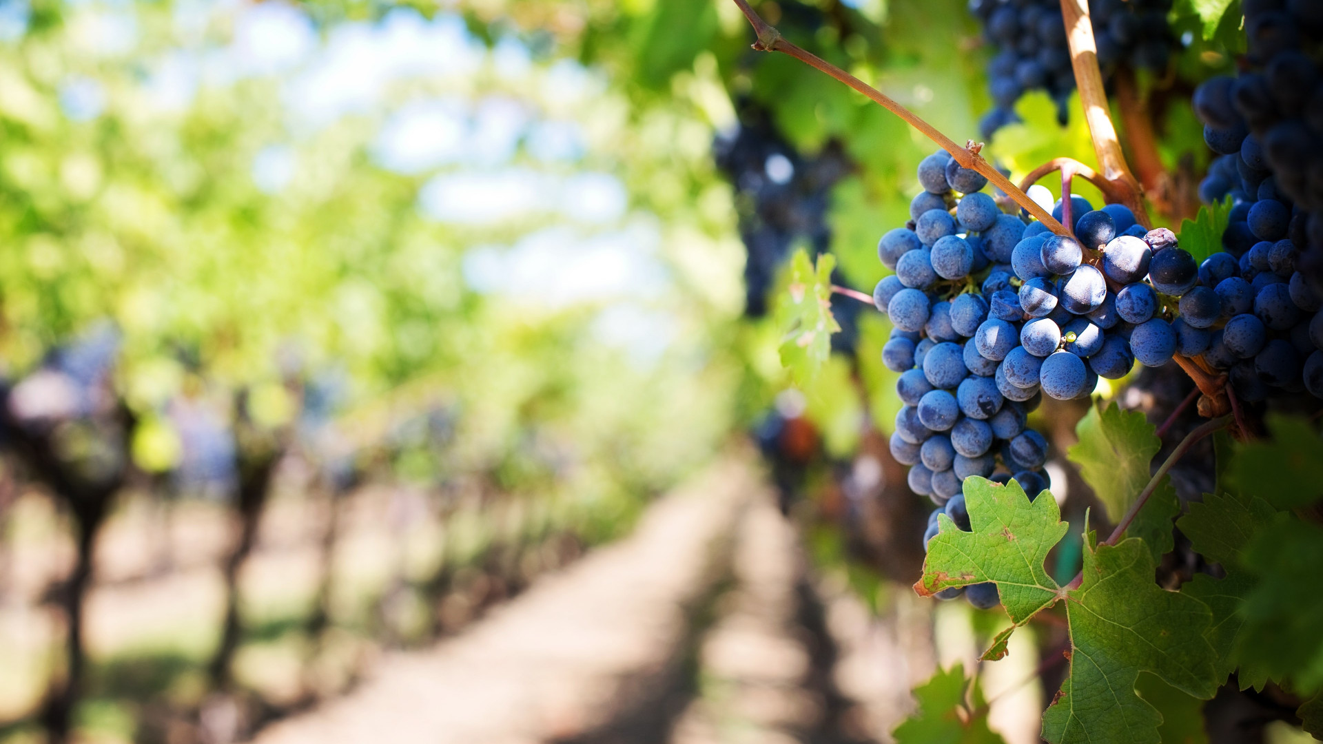 Grapes In Vineyard Wallpaper - Vineyard Hd , HD Wallpaper & Backgrounds