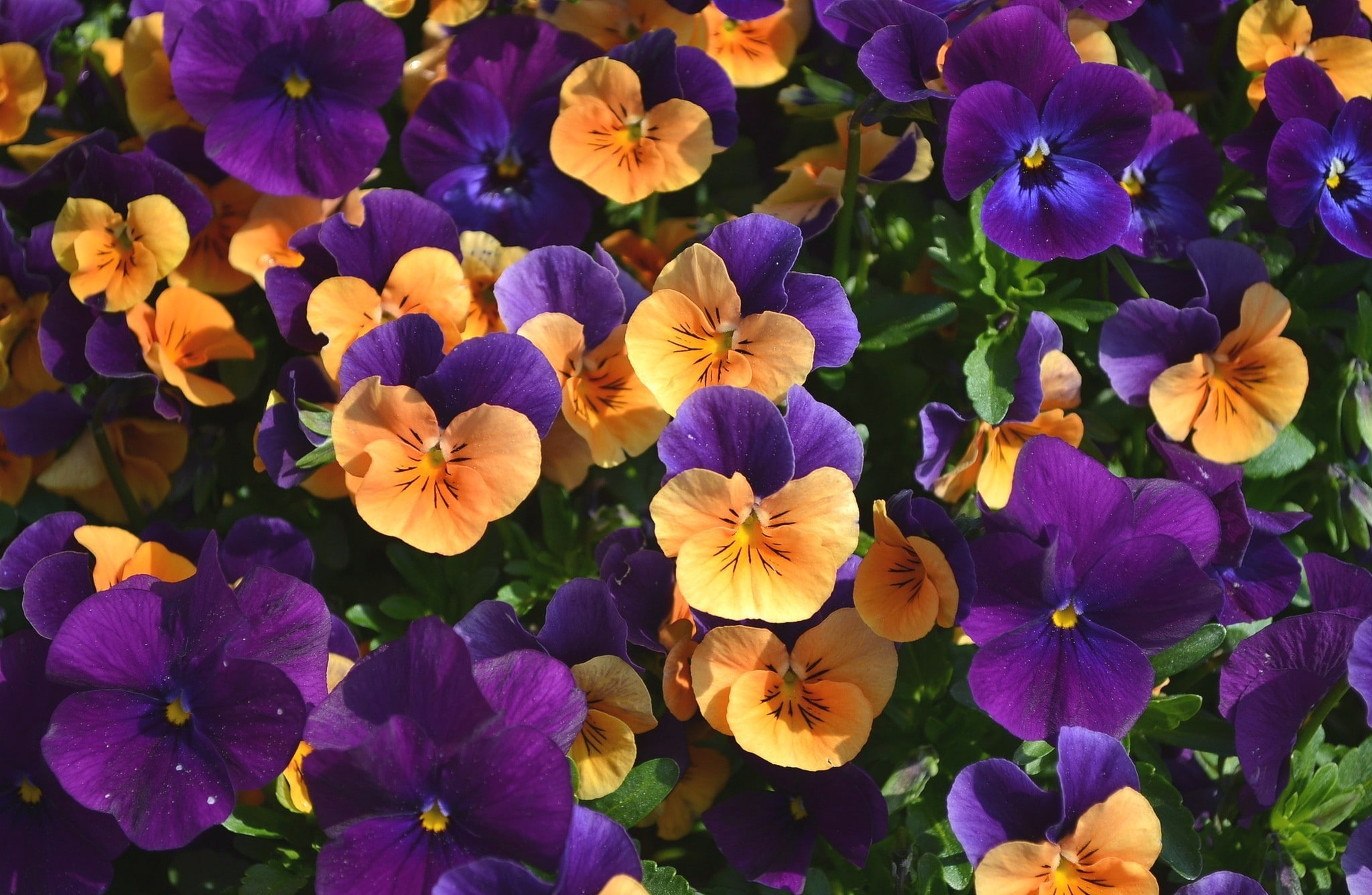 Orange And Purple Pansies , HD Wallpaper & Backgrounds