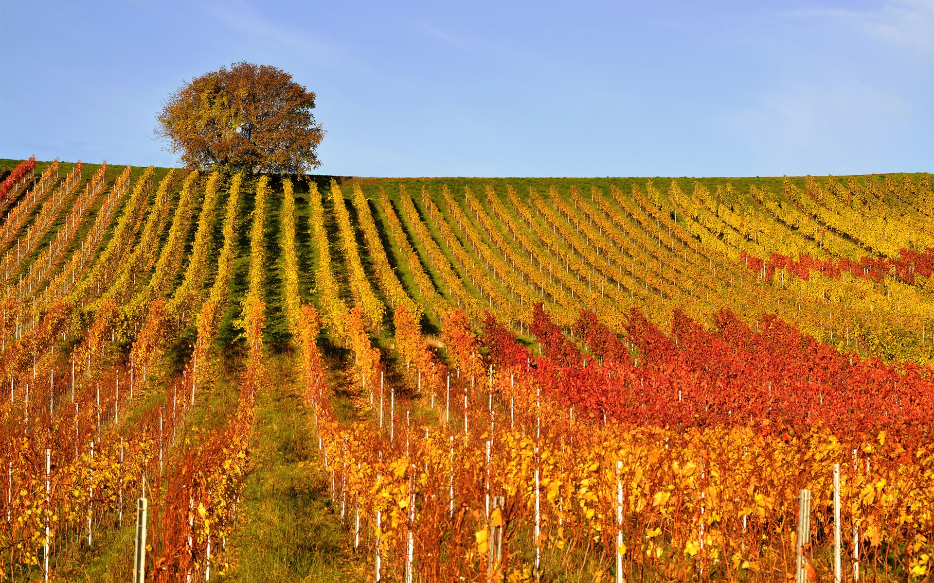 Wallpaper Vineyard, Tree, Hills, Autumn - Fond Ecran Vignes Automne , HD Wallpaper & Backgrounds