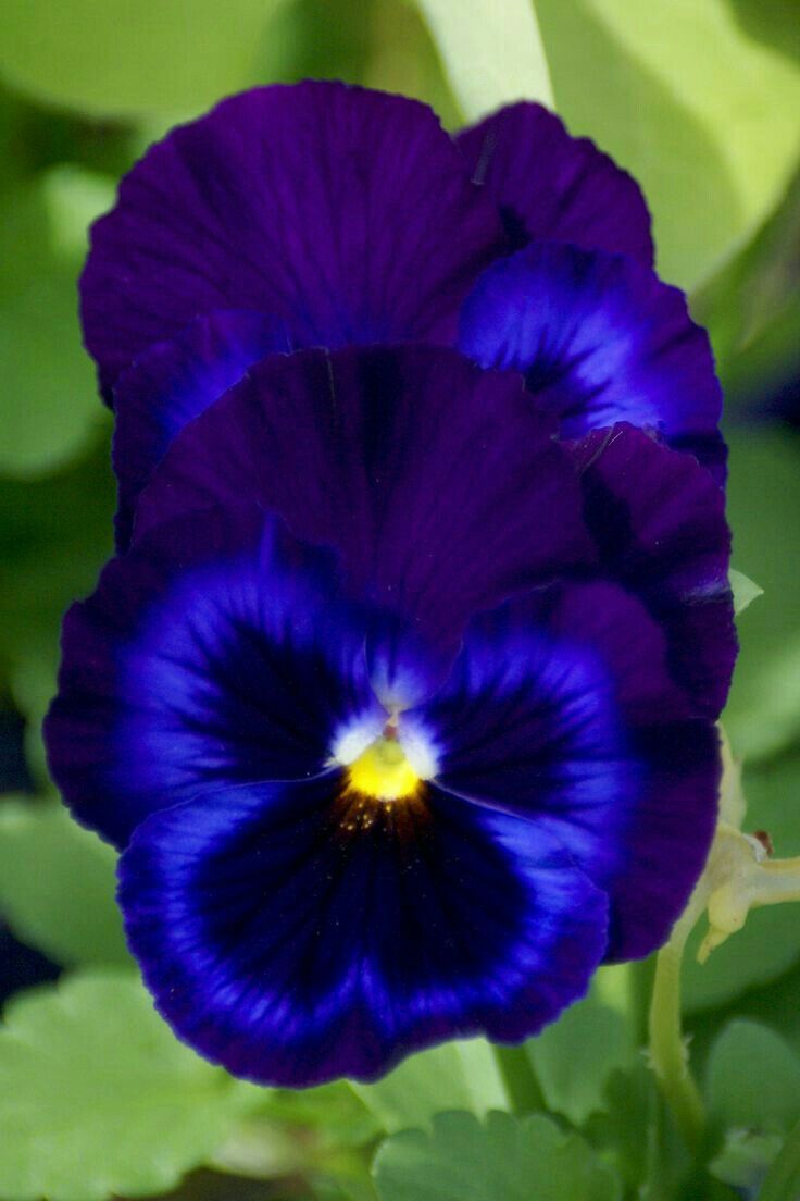 Blue Pansy , HD Wallpaper & Backgrounds