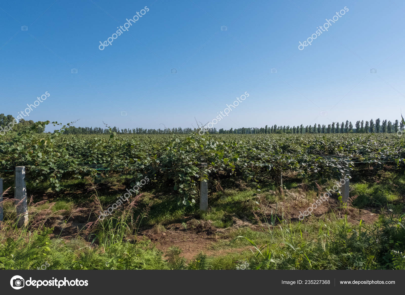 Wallpaper Background Cultivation Field Green Grapes - Field , HD Wallpaper & Backgrounds