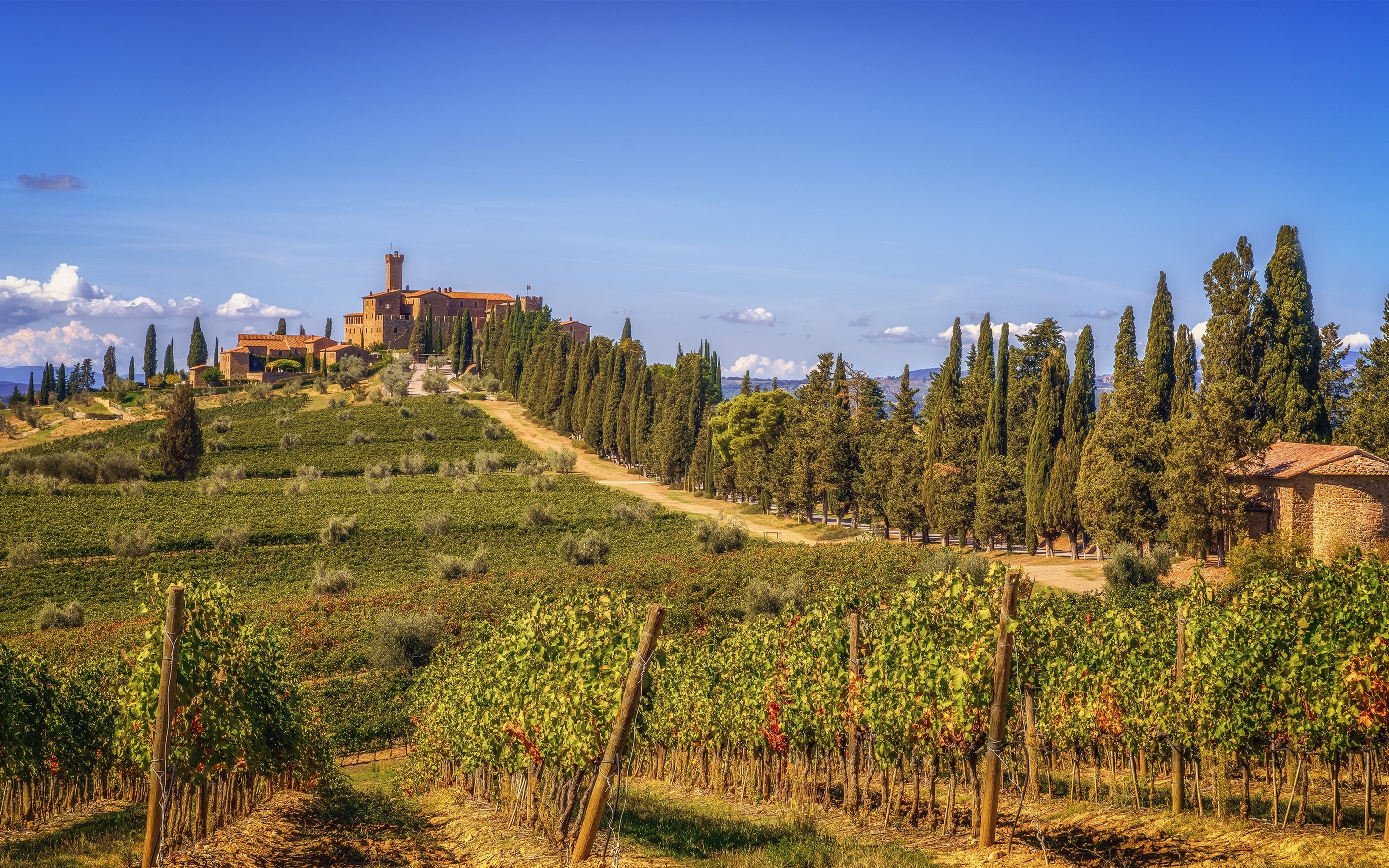 Wallpaper Tuscany, Vineyard, Greens, Hills, Trees, - Tuscany , HD Wallpaper & Backgrounds