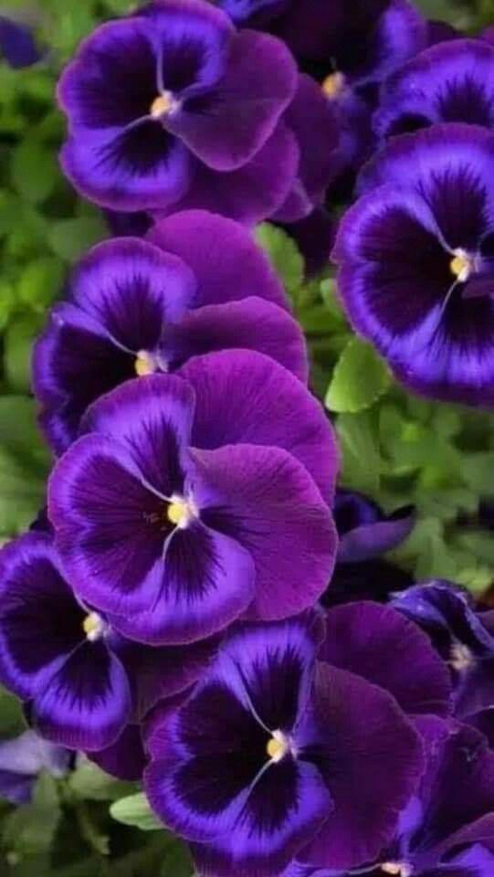 Purple Flowers , HD Wallpaper & Backgrounds