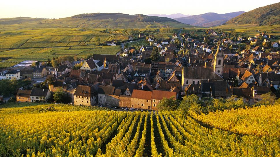Vineyard Buildings Field Alsace Town Hd Wallpaper,nature - Alsace Vineyards , HD Wallpaper & Backgrounds