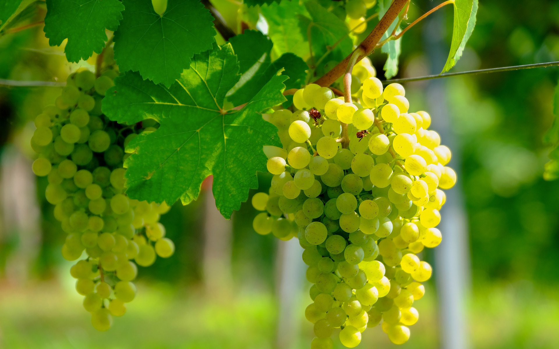White Grape, Harvest, Fruits, Vineyard, Grapes, Evening, - Green Grapes Stem , HD Wallpaper & Backgrounds