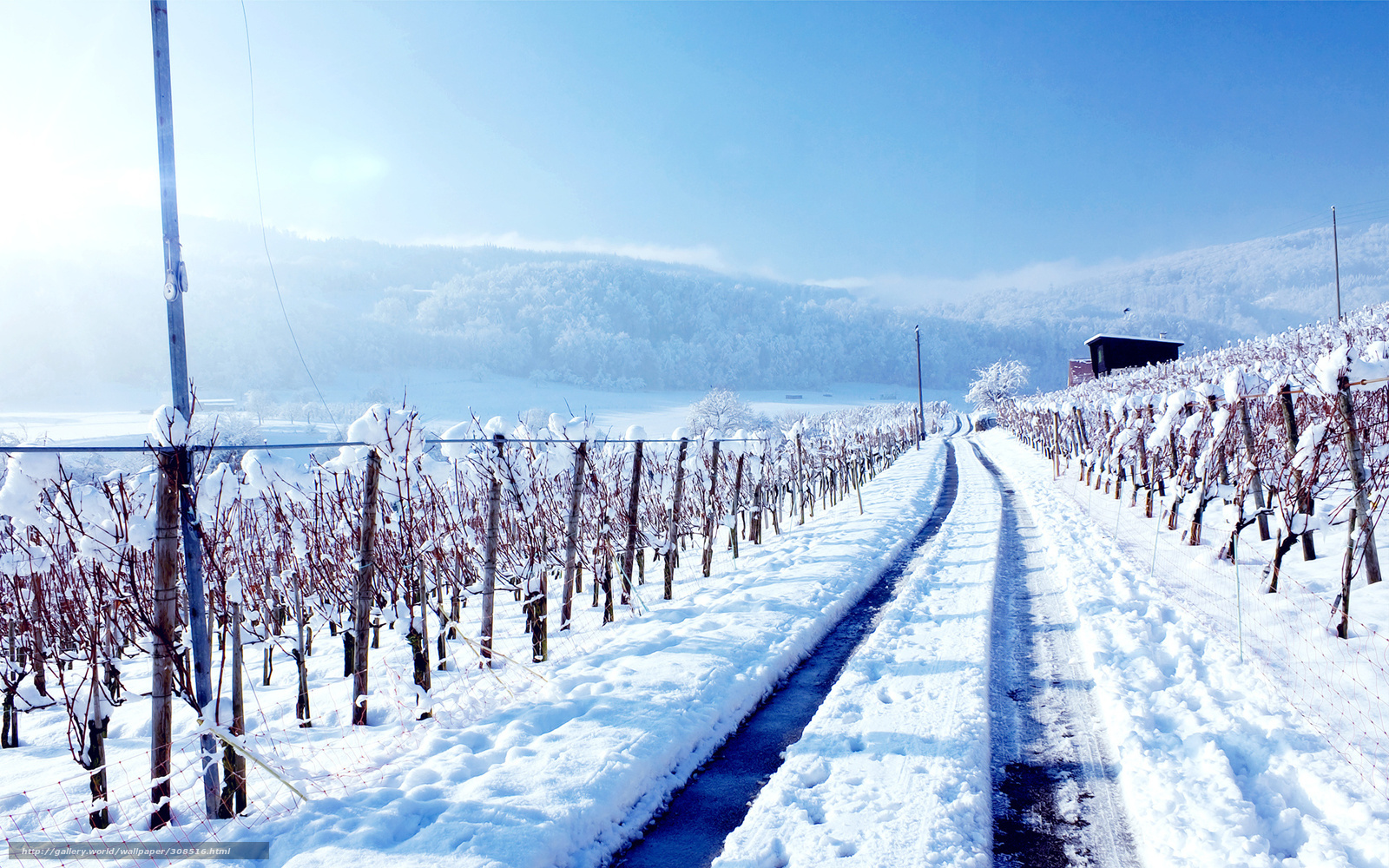Download Wallpaper Vineyard, Snow, Road, Winter Free - Wallpaper , HD Wallpaper & Backgrounds