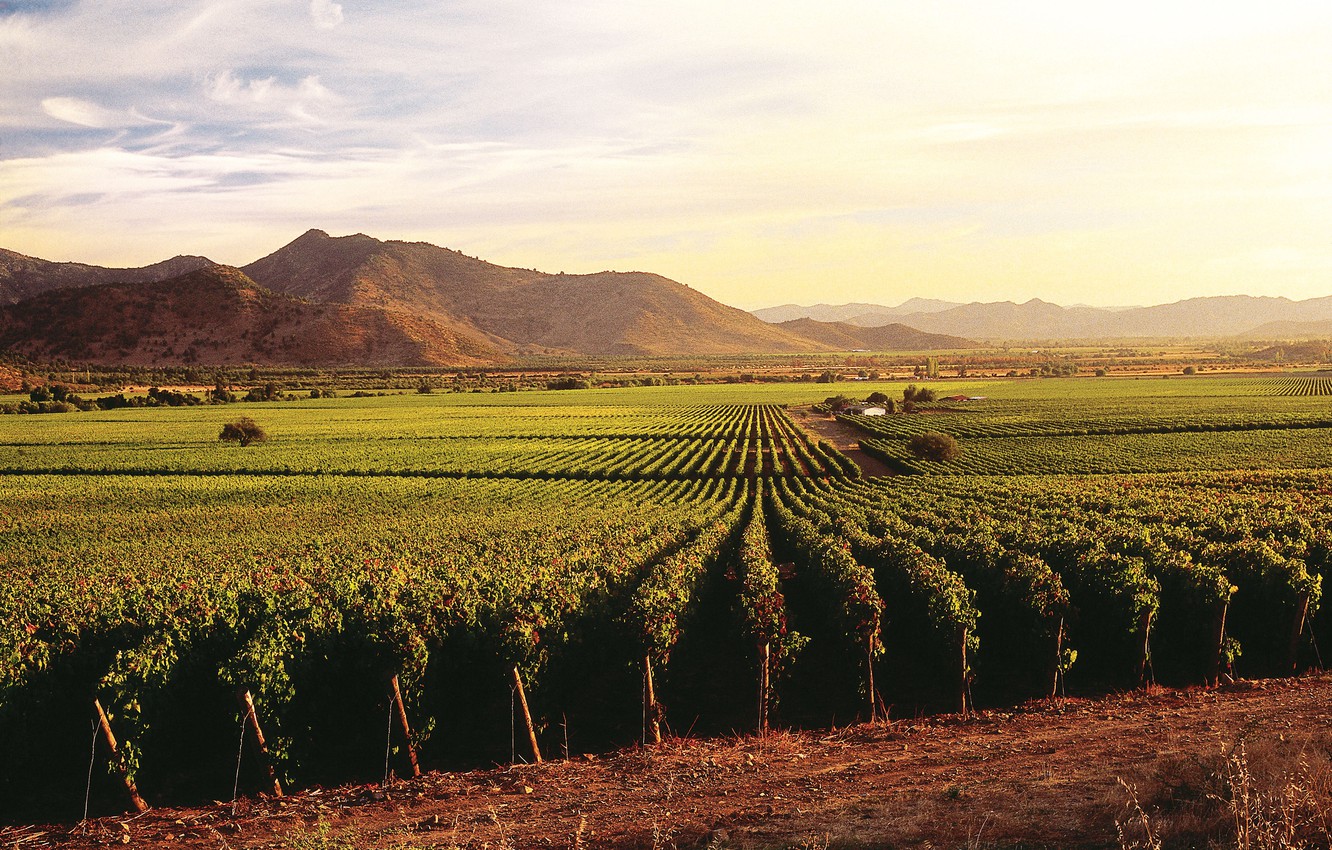 Photo Wallpaper Wine, Hill, Grapes, Chile, Santa Cruz, - Vineyards Jura France , HD Wallpaper & Backgrounds