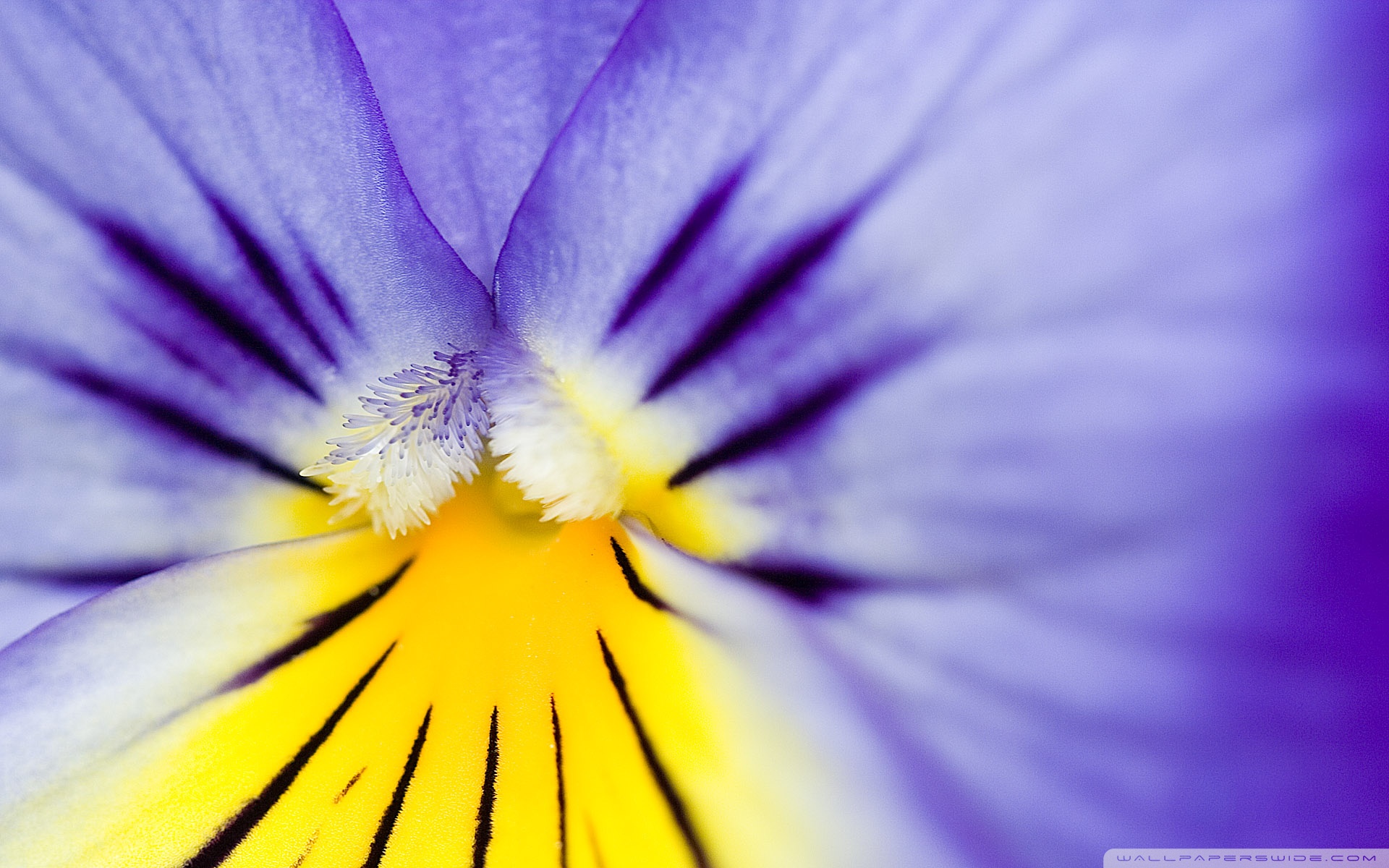 Flowers Background Yellow And Purple , HD Wallpaper & Backgrounds
