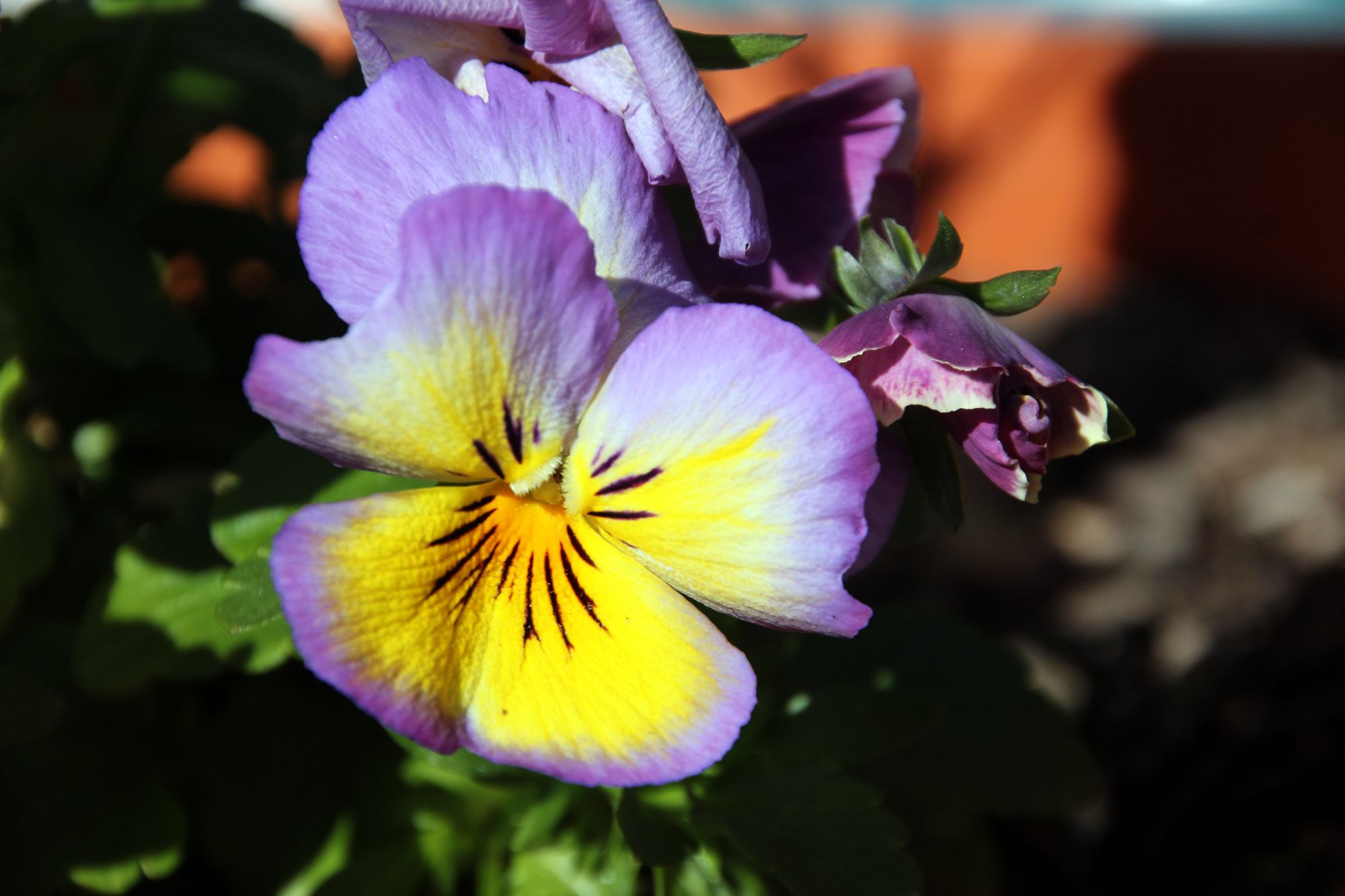 Pansy Flower Wallpaper Pictures - Pansy , HD Wallpaper & Backgrounds