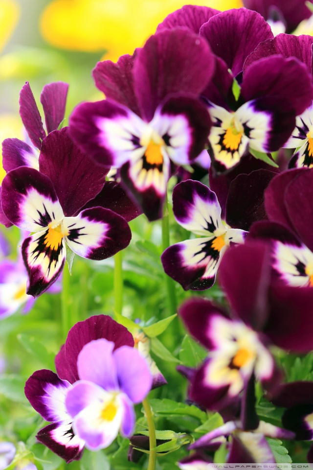 Pansy Wallpapers For Iphone X , HD Wallpaper & Backgrounds
