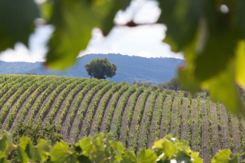 Vineyard, Wine, Vine, Series, Growth, Nature Preview - Vineyard , HD Wallpaper & Backgrounds