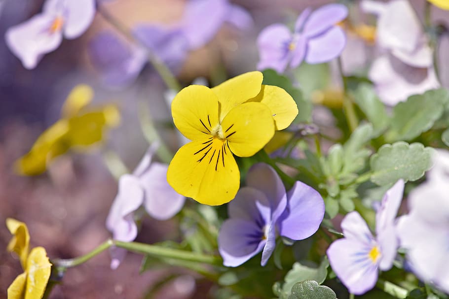 Pansy, Flower, Plant, Garden, Spring Flowers, Nature, - Flower , HD Wallpaper & Backgrounds