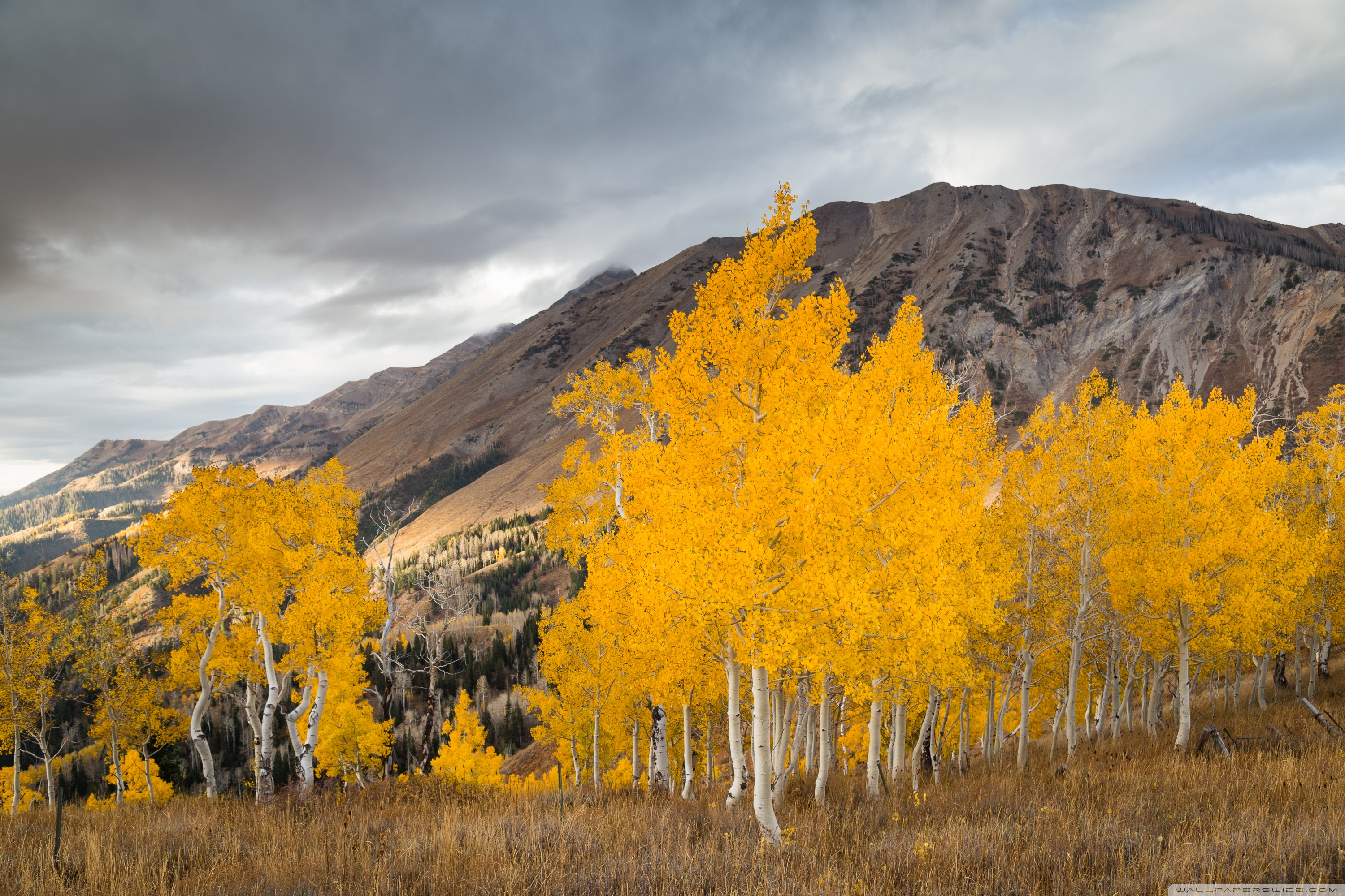 Aspen Tree Wallpaper - Free Autumn Wallpaper Aspen Trees , HD Wallpaper & Backgrounds