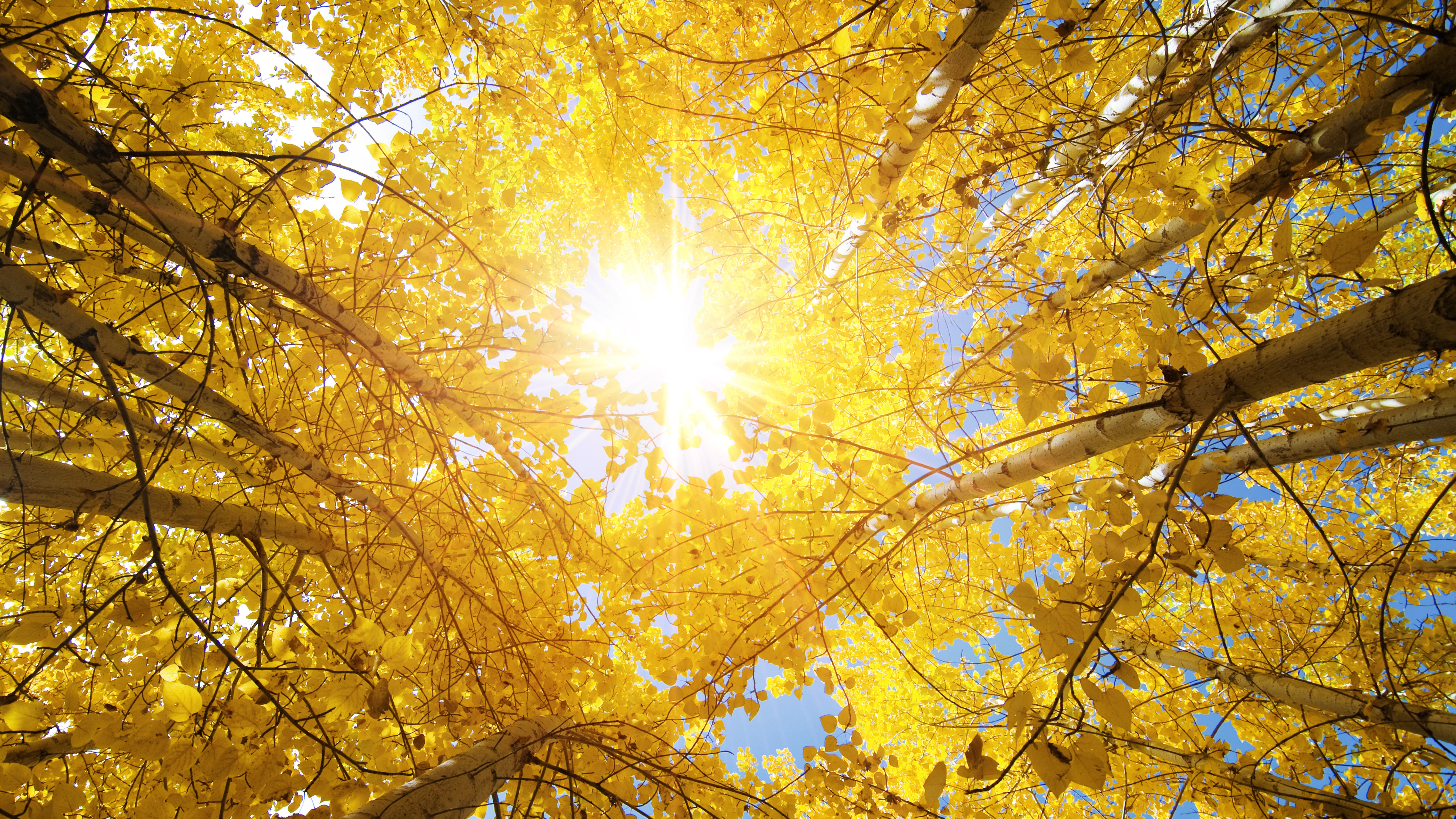 Aspen Tree In Fall , HD Wallpaper & Backgrounds