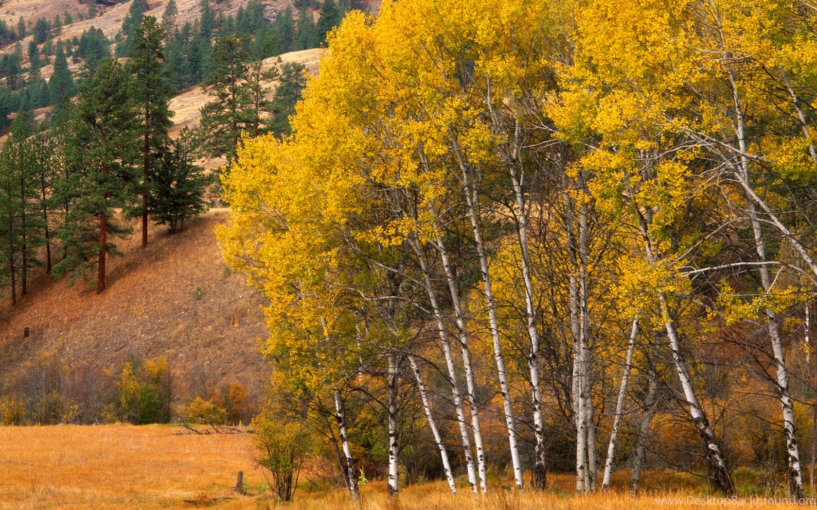 Aspen Tree Wallpapers - Wallpaper (#3271352) - HD Wallpaper