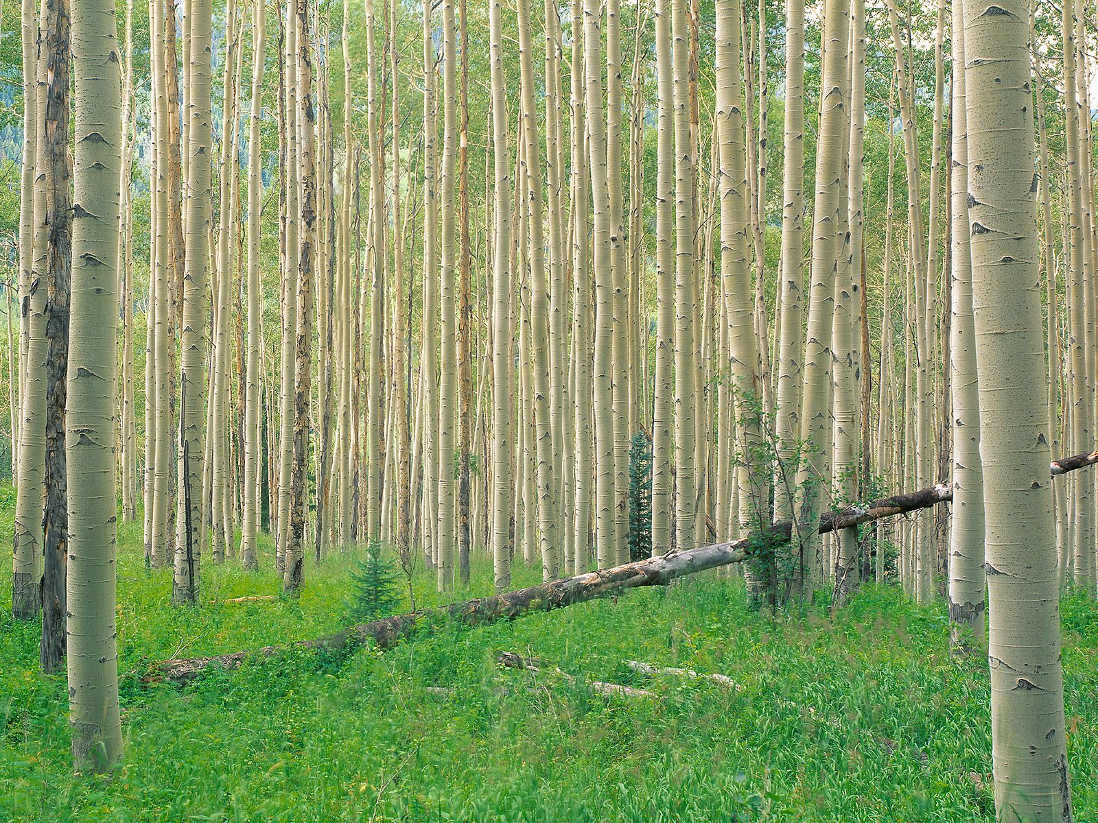 Aspen Tree Wallpaper - Aspen Grove , HD Wallpaper & Backgrounds