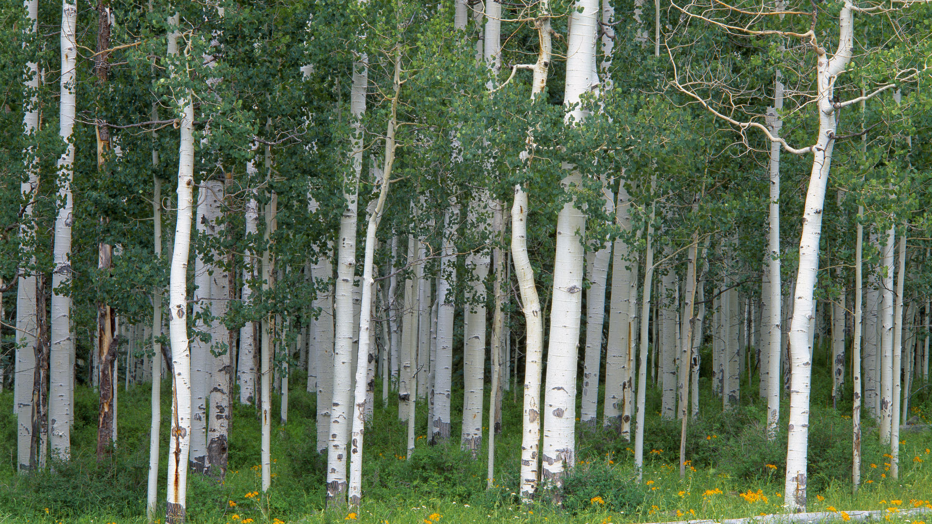 Related For Aspen Tree Wallpaper - Free Images Of Aspen Trees , HD Wallpaper & Backgrounds