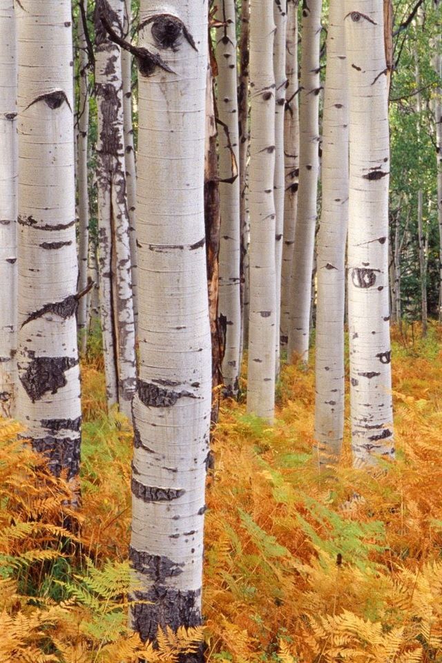 Birch Tree And Ferns , HD Wallpaper & Backgrounds