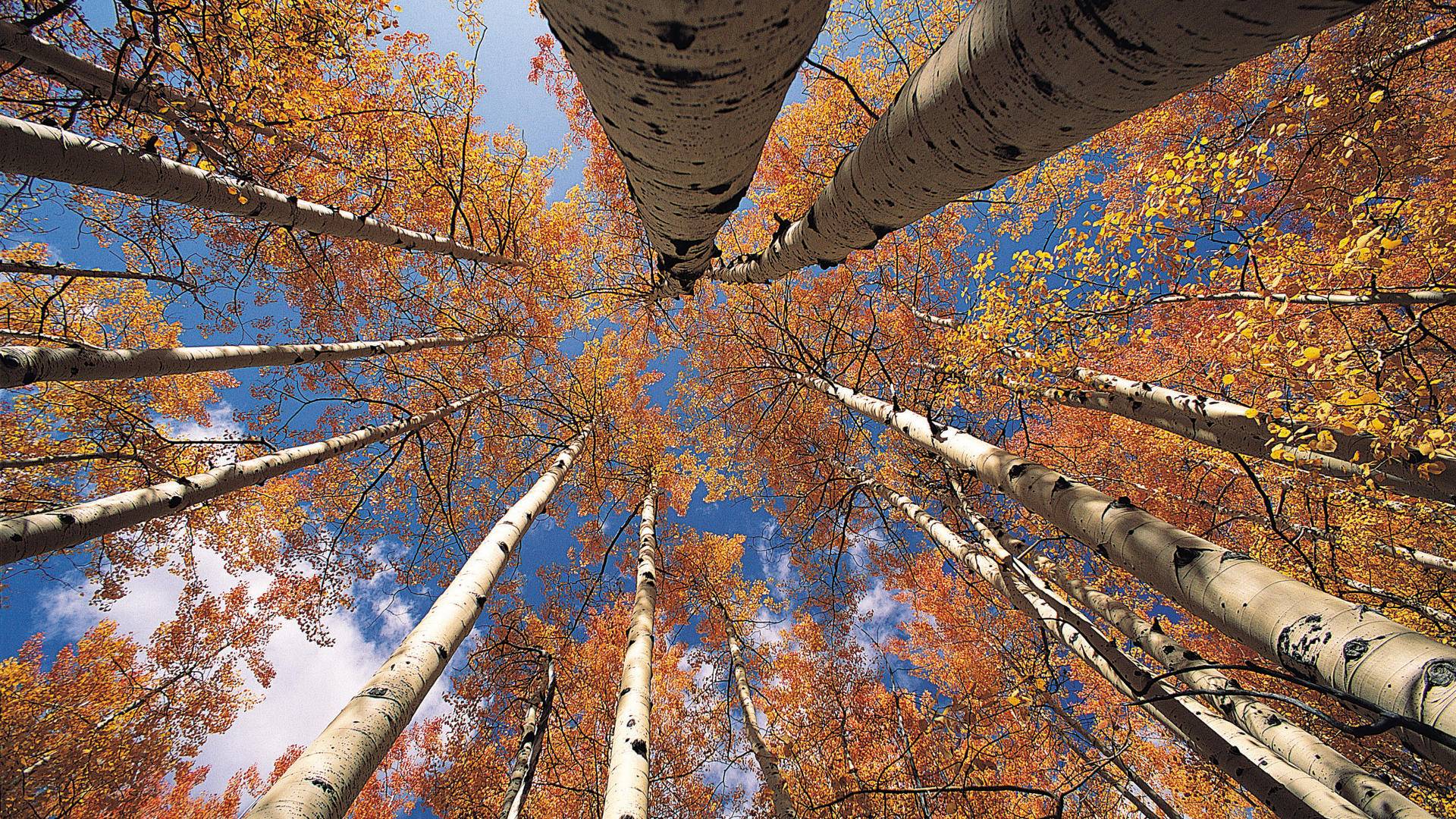 Autumn Birch Hd , HD Wallpaper & Backgrounds