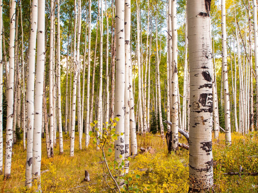 Autumn Aspen Trees Wall Mural - Aspen Trees Rocky Mountains , HD Wallpaper & Backgrounds