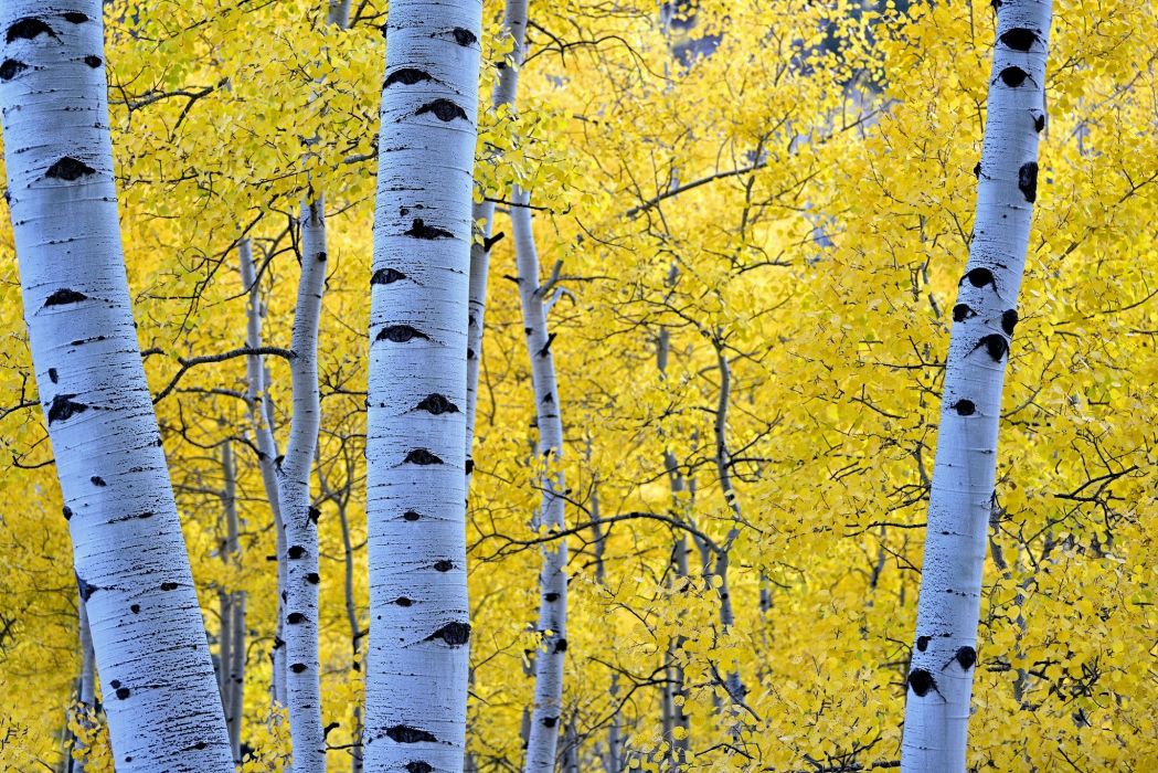 Autumn Seasons Trunk Tree Branches Foliage Birch Nature - Fall Aspen Forest 4k , HD Wallpaper & Backgrounds
