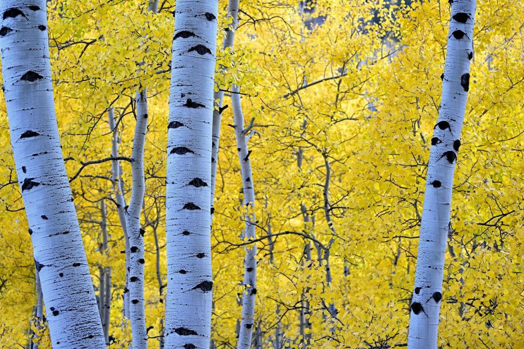 Autumn Seasons Trunk Tree Branches Foliage Birch Nature - Fall Aspen Forest 4k , HD Wallpaper & Backgrounds