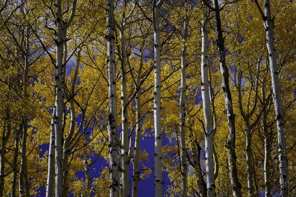 Wall Mural Tree, American Aspen And Nature - Aspect Ratio , HD Wallpaper & Backgrounds