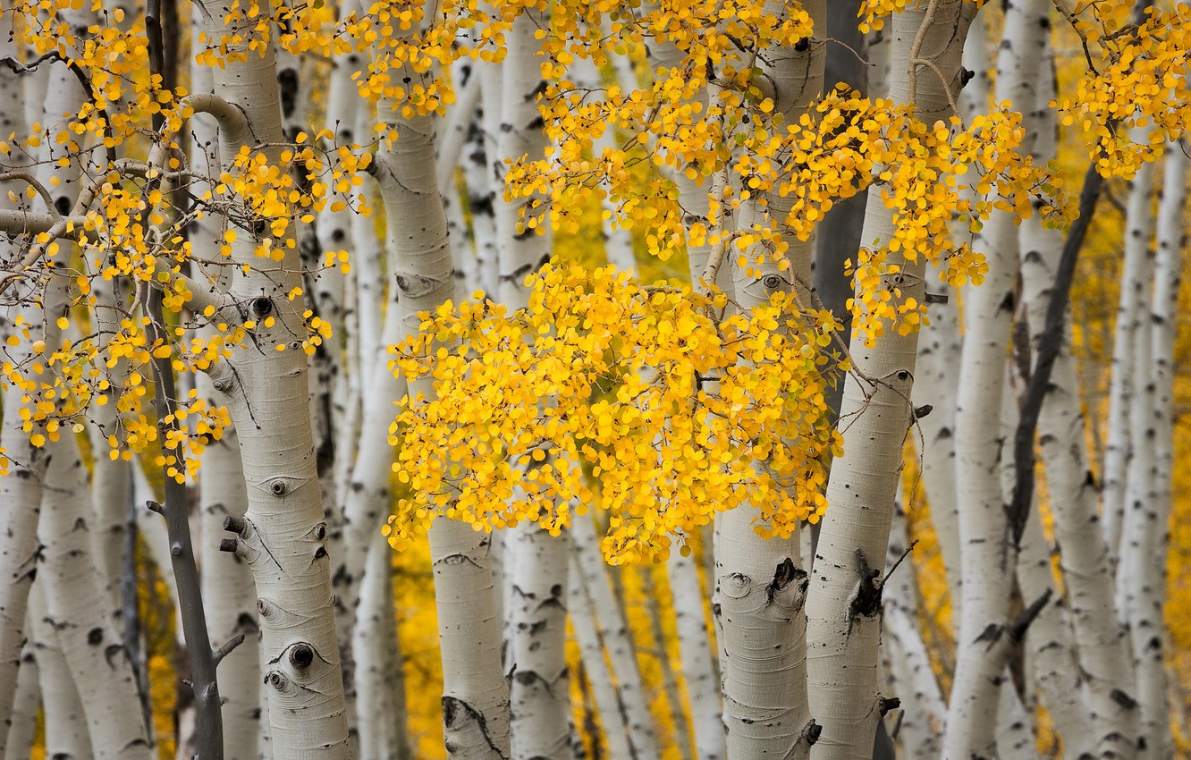 Photo Wallpaper Autumn, Leaves, Trees, Grove, Aspen - Canoe Birch , HD Wallpaper & Backgrounds