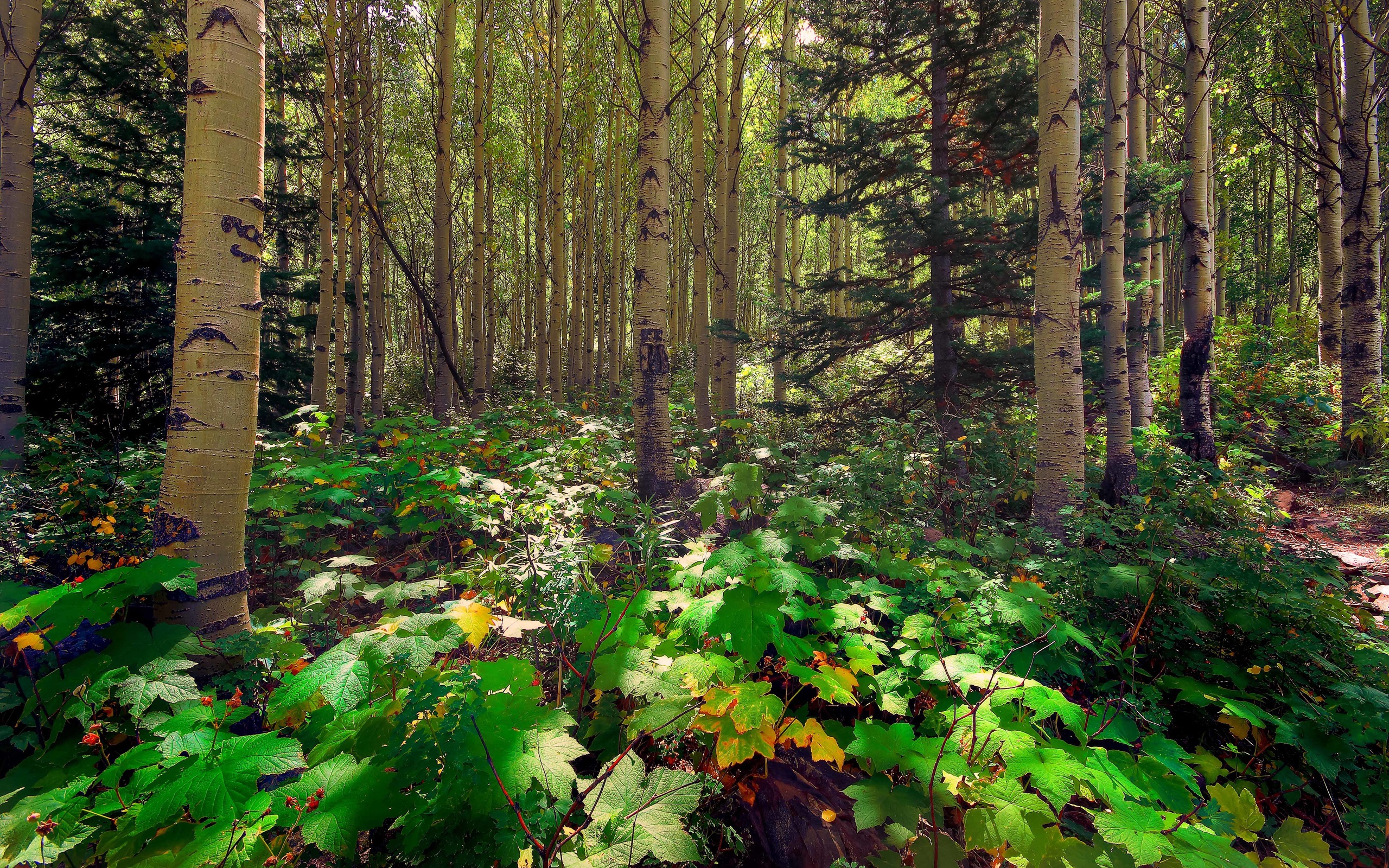 Wallpaper Forest, Trees, Aspen, Pine, Sunlight, Leaves - Aspen And Pine Trees 1920 , HD Wallpaper & Backgrounds