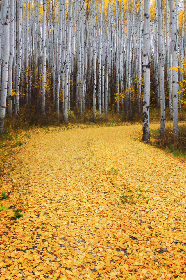 Colorado Deciduous Forest , HD Wallpaper & Backgrounds