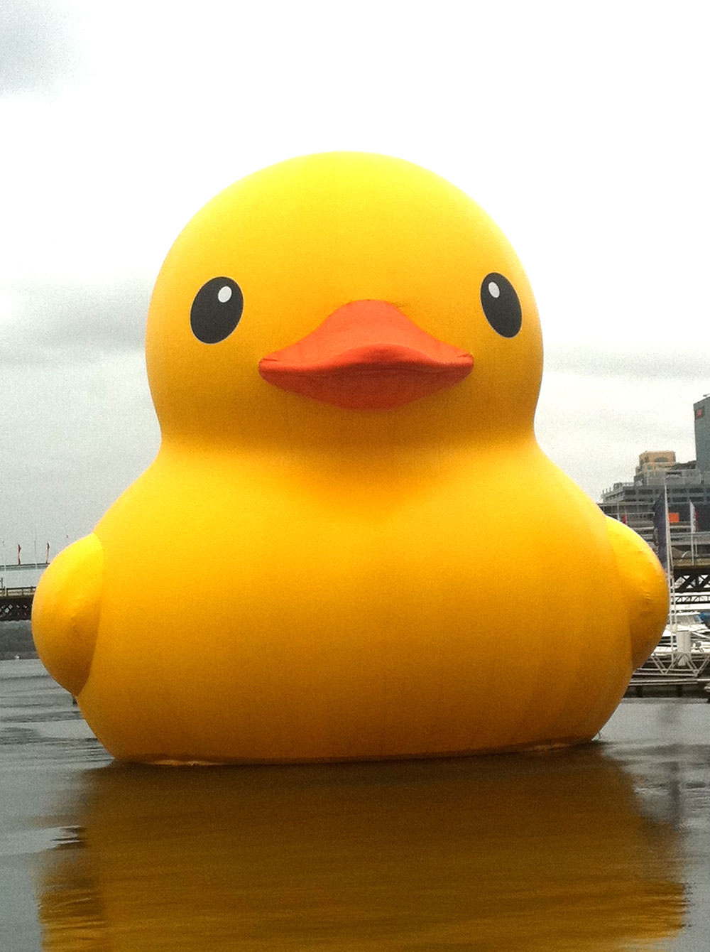 Photos Giant Rubber Duck - Nakanoshima , HD Wallpaper & Backgrounds