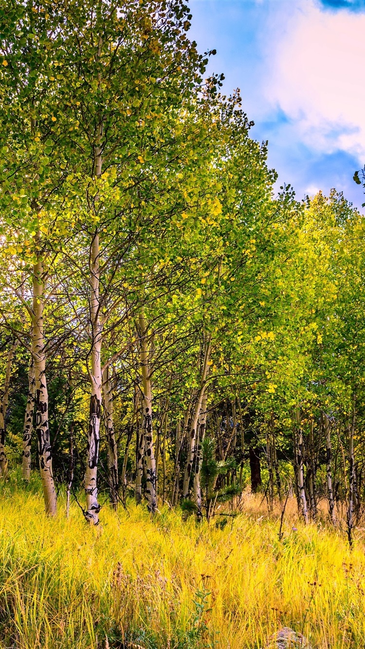 Iphone Wallpaper Usa, Colorado, Aspen Trees, Grass, - Grove , HD Wallpaper & Backgrounds