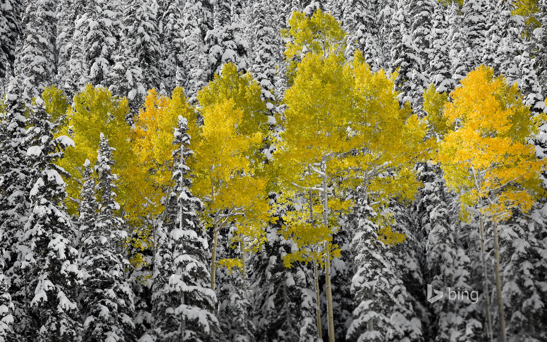 Aspen Trees , HD Wallpaper & Backgrounds