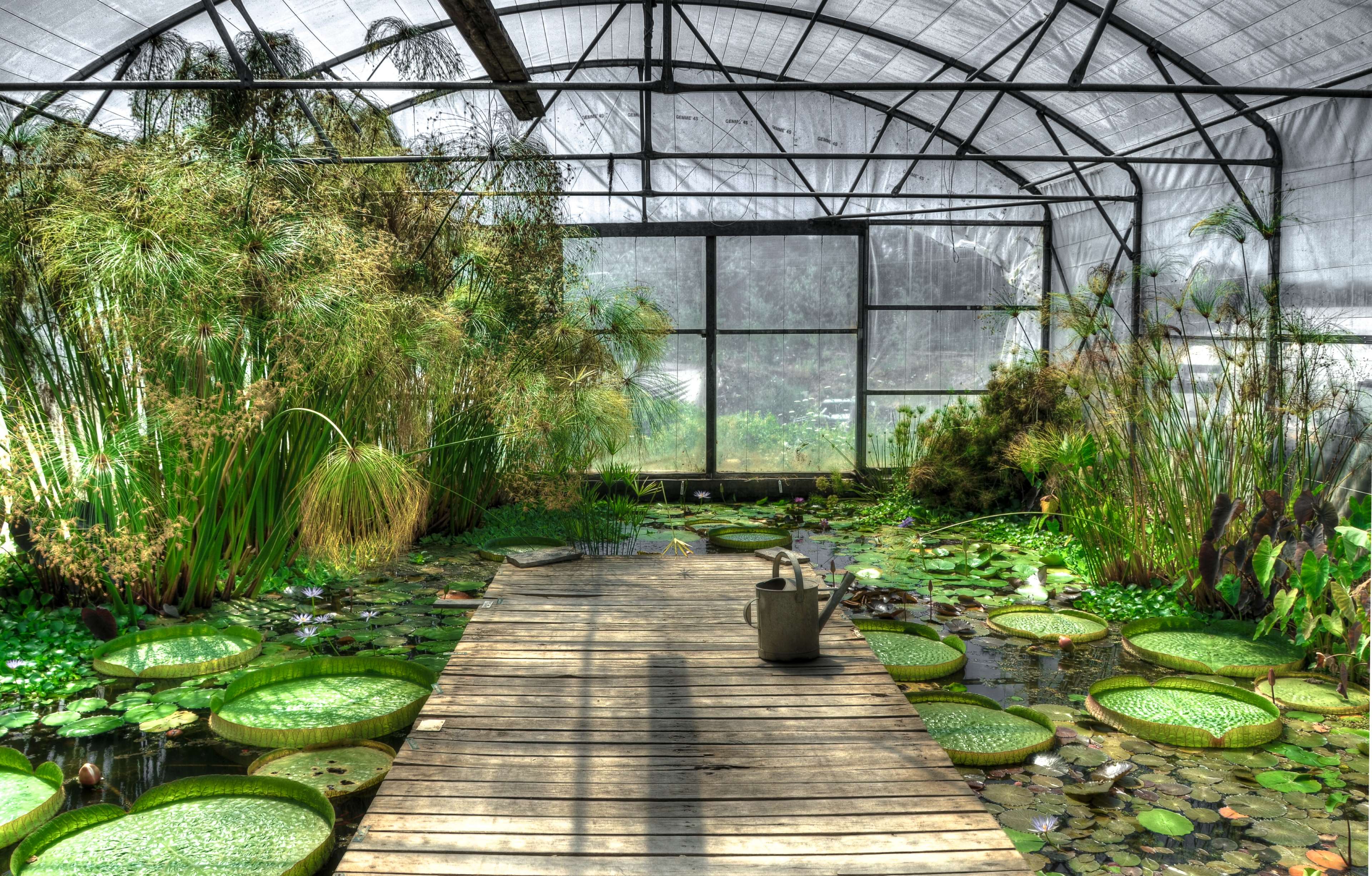 Dock, Flower, Greenhouse, Plants, Water 4k Wallpaper - Lotus Greenhouse , HD Wallpaper & Backgrounds